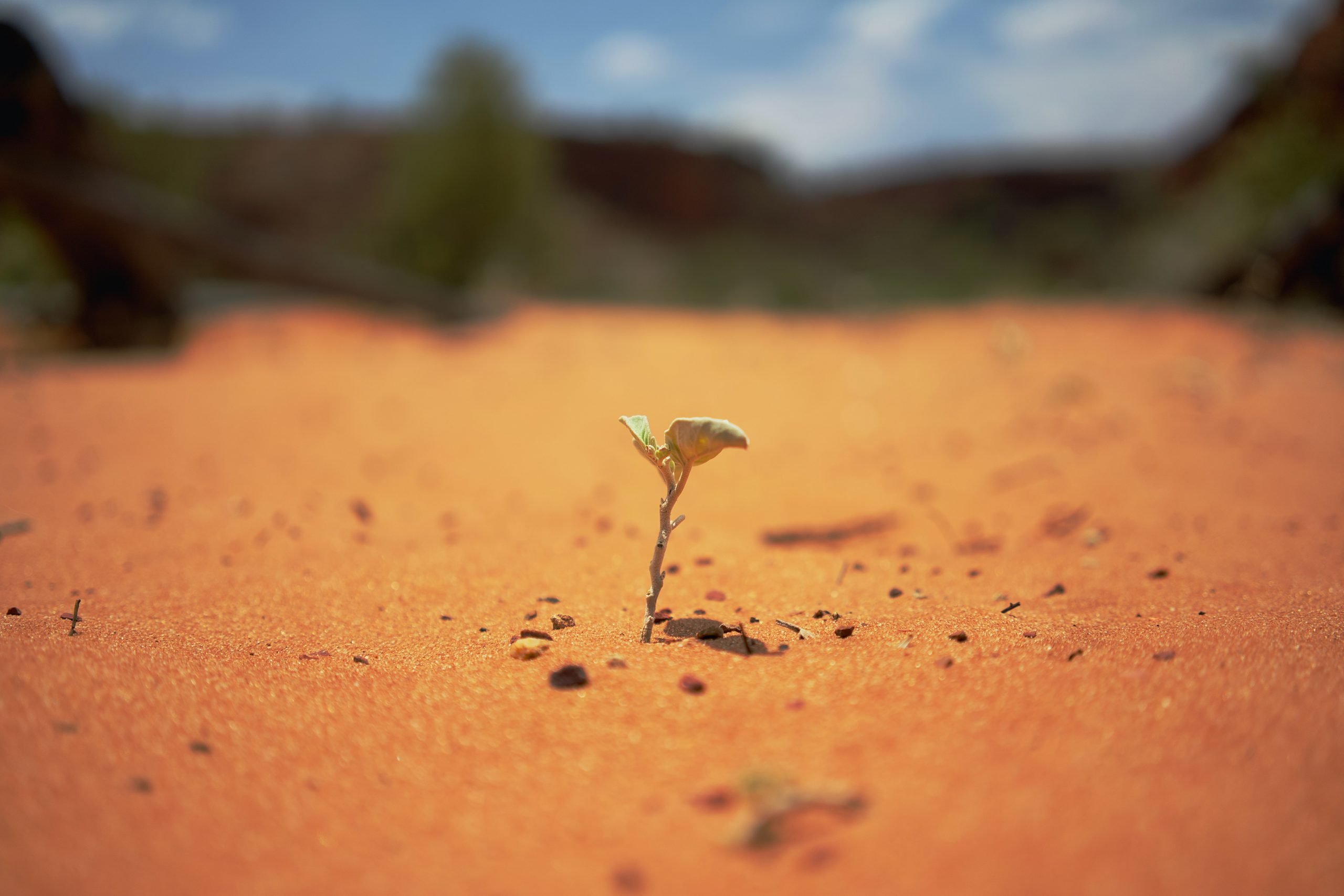 small plant growing in a desert